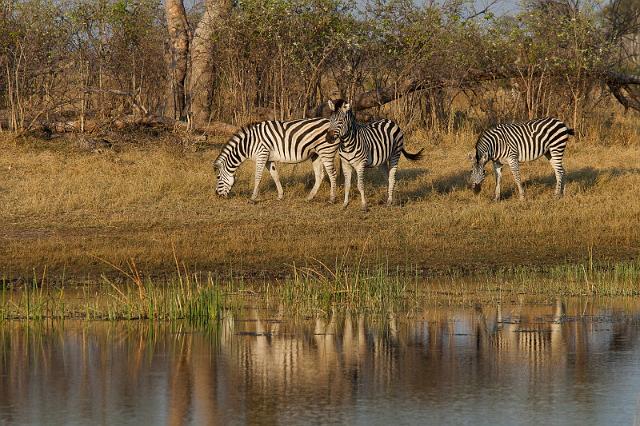 192 Linyanti, zebra's.jpg